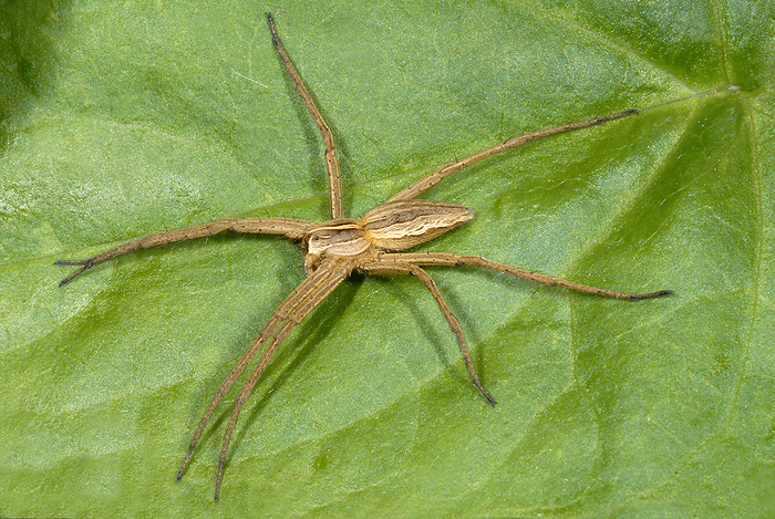 Hunting spider Close up of a large hunting spider or nursery web spider  Pisaura mirabilis  resting on a bramble leaf in a Norfolk wood in summer.