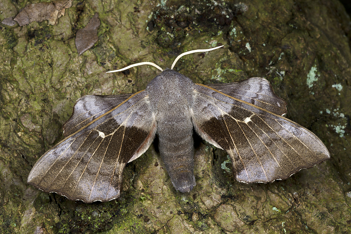 Poplar hawk moth Poplar hawk moth  Lathoe populi  on a tree trunk. This species is commonly distributed throughout the Palearctic region and Near East. The larvae feed on willow, aspen and poplar trees.