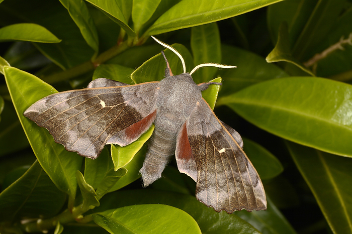 Poplar hawk moth Poplar hawk moth  Lathoe populi  on a leaf. This species is commonly distributed throughout the Palearctic region and Near East. The larvae feed on willow, aspen and poplar trees.