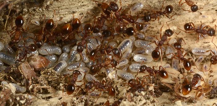 Red ants with larvae Red ants  Myrmica scabrinodis  tending to larvae in their nest. Ant larvae are largely immobile and are fed and cared for by workers.