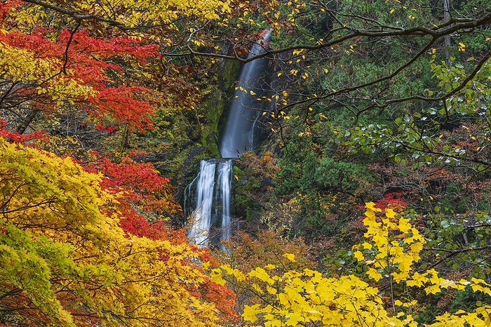 Autumn leaves in Akita Prefecture's Ashikagaeri Canyon