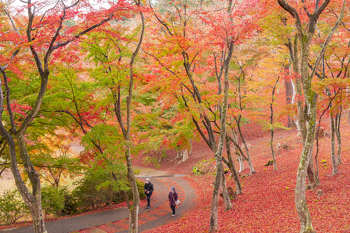 Shuzenji Nature Park Maple Tree Forest Shizuoka Pref.