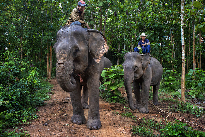 Laos Mahouts in a Elephant ride in Elephant Village Sanctuary   Resort, near Luang Prabang Laos