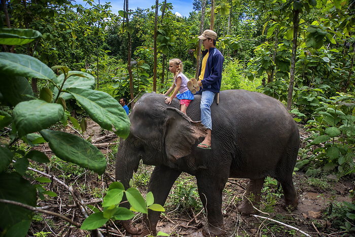 Laos A tourist and mahout ride an Elephant ride in Elephant Village Sanctuary   Resort, near Luang Prabang Laos