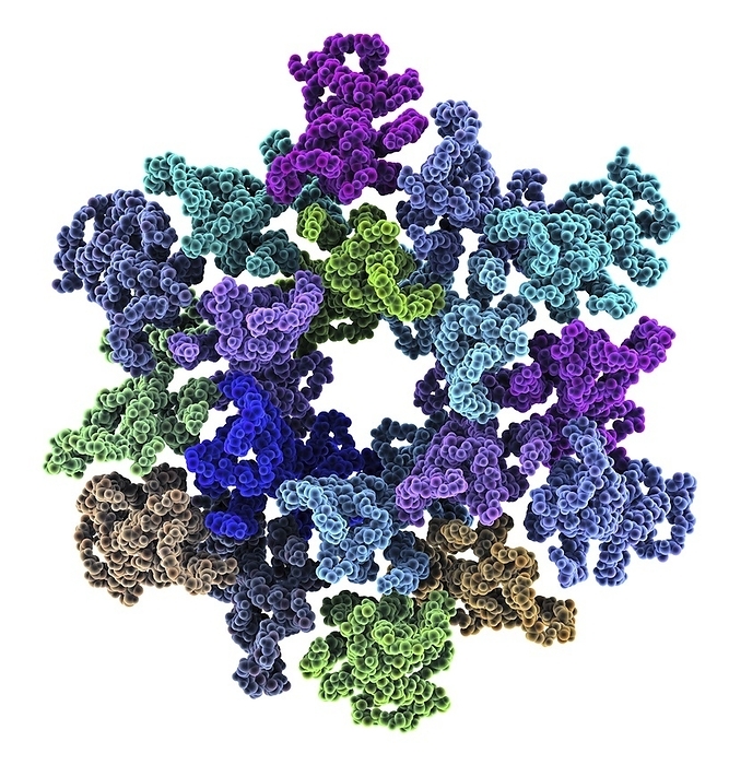 HIV 1 capsid in intact virus particle Frontal view of a molecular representation of an immature human immunodeficiency virus type 1  HIV 1  capsid in an intact virus particle. The polyprotein assembles into a hexameric protein lattice at the plasma membrane of the infected cell, inducing budding and release of an immature particle.leading to internal rearrangement of the virus into the mature, infectious form.