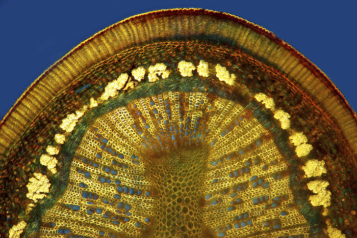 Birch stem, light micrograph Birch stem. Polarised light micrograph of a section through the stem of a birch  Betula sp.  plant. Magnification: x100 when printed 10 centimetres wide.