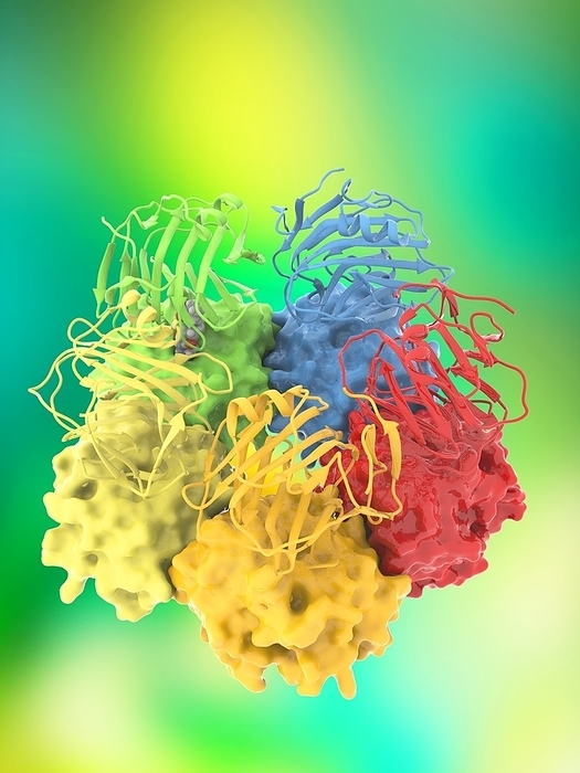Serum amyloid P and CPHPC complex Serum amyloid P and CPHPC complex. Molecular model showing a molecule of the anti amyloid drug CPHPC  spheres  bound to each of the five subunits of a serum amyloid P  SAP  molecule  shown here as both ribbons and spacefilled models, colourful . CPHPC is a small molecule able to strip amyloid P  AP  from deposits by reducing levels of circulating SAP. It can be used to help treat amyloidosis, a disease caused by a build up of amyloid  insoluble fibrous protein aggregates  in body tissues that leads to organ failure. The symmetrical nature of CPHPC allows it to bind to two SAP subunits from different SAP molecules. This allows five molecules of CPHPC to bind two SAP pentamers together and it is this mechanism of action that potently removes SAP from amyloid deposits in the tissues. This behaviour may also provide a new approach for treating both systemic amyloidosis and diseases associated with local amyloid, including Alzheimer s disease and type 2 diabetes.