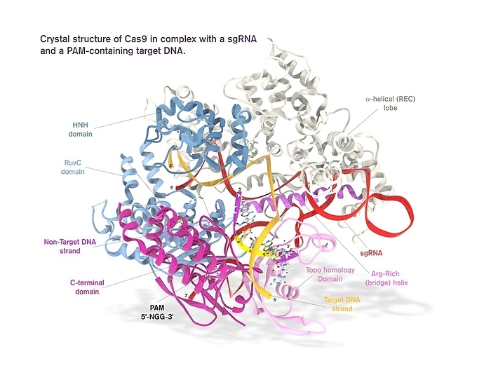 CRISPR CAS9 gene editing complex CRISPR CAS9 gene editing complex. Computer illustration showing the molecular structure of the CRISPR associated protein Cas9 in complex with guide RNA  ribonucleic acid, red  and target DNA  deoxyribonucleic acid, orange fuchsia  containing a canonical 5  NGG 3  PAM  yellow . Cas9 is a nuclease protein associated with the CRISPR  Clustered Regularly Interspersed Palindromic Repeats  adaptive immunity system in Streptococcus pyogenes and other bacteria. It uses a guide RNA sequence to cut DNA at a complementary site. Seen here: Alpha helical lobe  grey , HNH domain  blue , RuvC domain  pale blue , C terminal domain  pink , topo homology domain  pale pink , arginine rich helix  light fuchsia , guideRNA  red , target DNA  orange , non target DNA  fuchsia .