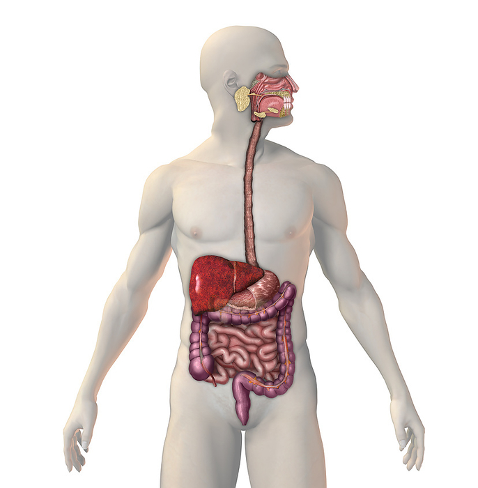 Cirrhosis of the Liver, illustration Illustration of the human digestive system showing cirrhosis of the liver. Scar tissue replaces healthy liver tissue. Some common causes of cirrhosis include heavy alcohol use, hepatitis infections, and non alcoholic fatty liver disease. Cirrhosis may lead to cancer.