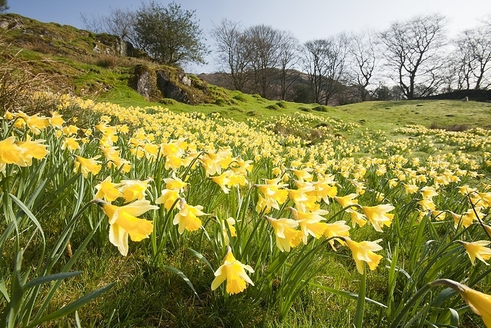 Wild daffodils Wild daffodils  Narcissus pseudonarcissus  growing near Loughrigg Tarn, Ambleside, Lake District, UK.