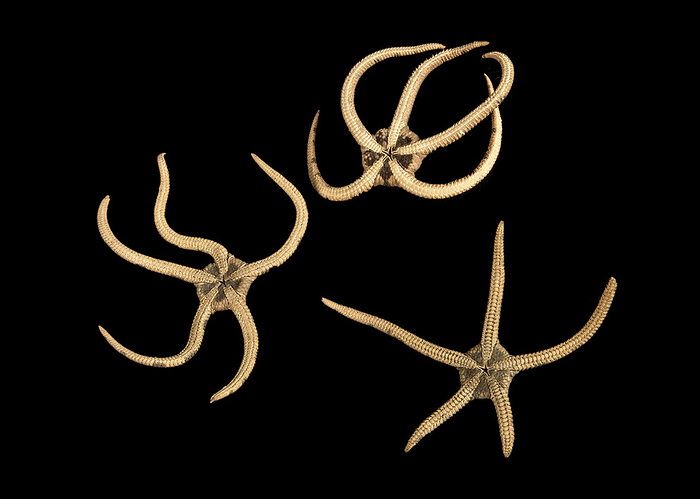 Banded brittle star Banded brittle star collected from Great Barrier Reef Expedition  1928 1929  NHMUK: 1932. 4. 28. 88 90