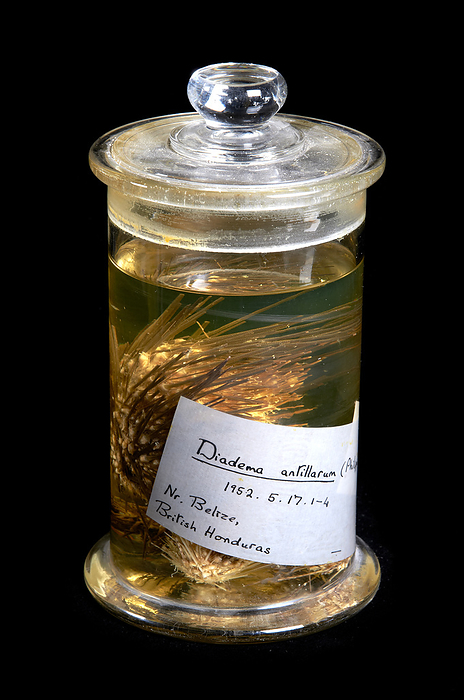 Diadema antillarum Black sea urchin from Belize, stored in spirit jar. NHMUK: 1952. 5. 17. 1 4