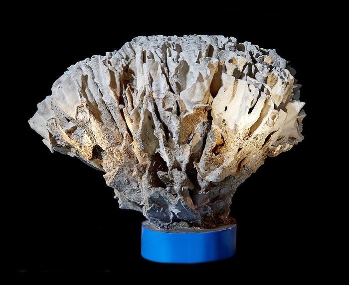 Giant Turbinaria coral Specimen of Turbinaria coral, showing hard calcium carbonate skeleton created by the colonial animals that make up the coral. Corals such as these form the home for many other species. Scale: around one metre across.