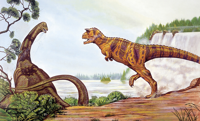 Carnotaurus dinosaur, illustration Carnotaurus dinosaur. Computer illustration of a Carnotaurus sp. dinosaur  right  hunting a sauropod  left . Carnotaurus was a carnivorous theropod dinosaur that lived during the Campanian and Maastrichtian stages  83.5 to 5.5 million years ago  of the Late Cretaceous period, in what is now Patagonia, Argentina.