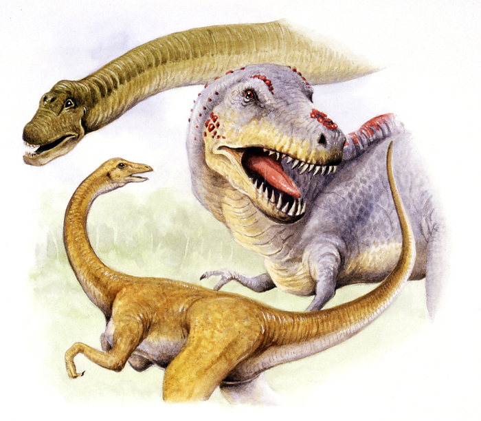 Cretaceous dinosaurs, illustration Cretaceous dinosaurs. Computer illustration of a Hypselosaurus sp. sauropod  top  with tyrannosaur  middle  and ornithomimid  ostrich like, bottom  theropods from the Cretaceous period  around 145 to 66 million years ago . Hypselosaurus lived during the Maastrichtian stage  around 68 to 66 million years ago  of the Late Cretaceous period, in what is now Europe.