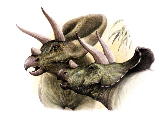 Torosaurus dinosaurs, illustration Torosaurus dinosaurs. Computer illustration of the heads of two Torosaurus sp. dinosaurs. This herbivorous ceratopsid dinosaur lived around 68 to 66 million years ago, during the Maastrichtian stage of the Cretaceous period, in what is now North America. It stood around 2 metres tall at the shoulder and weighed around 4500 kilograms.