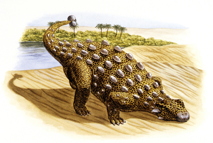Talarurus dinosaur, illustration Talarurus dinosaur. Computer illustration of a Talarurus sp. dinosaur by water. This heavily armoured herbivorous ankylosaur lived during the Late Cretaceous period  around 100 to 66 million years ago , in what is now Mongolia. It is estimated to have grown to around 6 metres long.