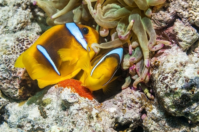 Red Sea anemonefish spawning Red Sea anemonefish  Amphiprion bicinctus  spawning. Anemonefish  clownfish  live within the stinging tentacles of an anemone, which they use for protection from predators. Photographed in the Red Sea, Egypt.
