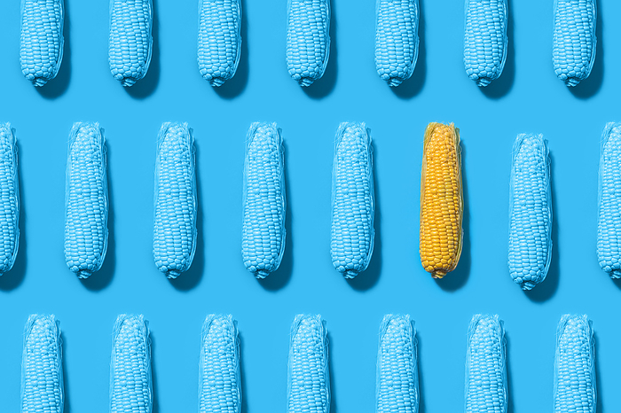 Pattern of rows of blue painted corns with single yellow one