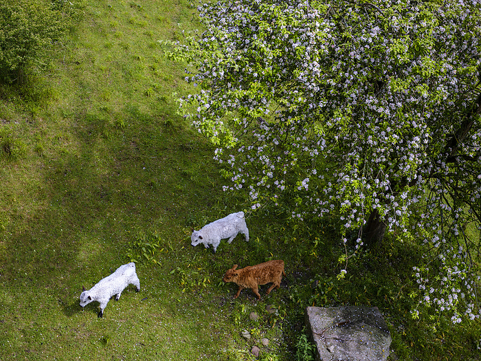 Denmark, Bornholm, Three cows walking in field