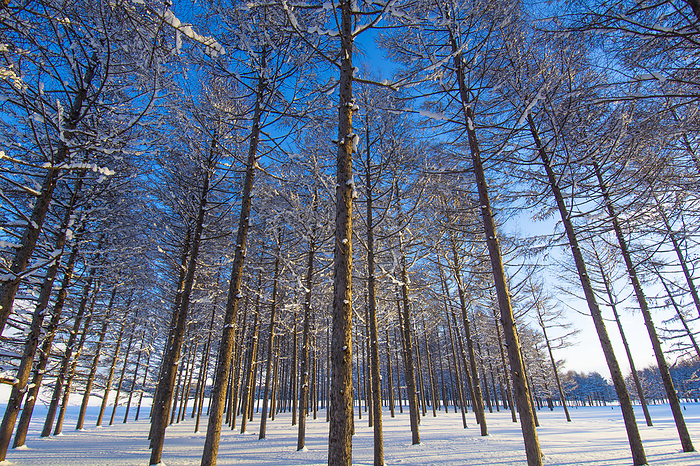 Karamatsu Forest Sapporo, Hokkaido