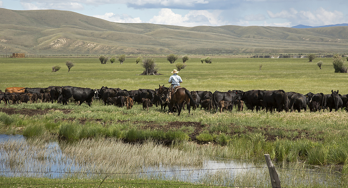 Cowboy herding on a cattle ranch Cowboy herding on a cattle ranch. Cowboy on horseback moving cattle through a pasture on a ranch. This ranch, near Walden, Colorado, USA, is on land close to the Medicine Bow Mountains, part of the Rocky Mountains. Photographed in July.