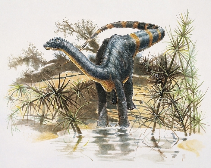 Magyarosaurus, illustration Magyarosaurus, illustration. This dinosaur lived in Romania and Hungary during the Maastrichtian stage  72 to 66 million years ago  of the late Cretaceous period. It was a dwarf sauropod, measuring only five to six metres in length.