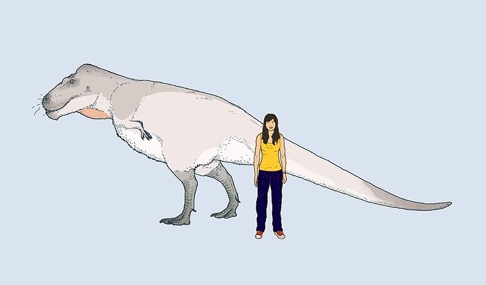 Nanuqsaurus size comparison, illustration Nanuqsaurus size comparison. Computer illustration comparing the size of a Nanuqsaurus sp. dinosaur to that of a woman. This carnivorous tyrannosaur lived around 60 million years ago, during the Maastrichtian stage of the Late Cretaceous period, in what is now Alaska.
