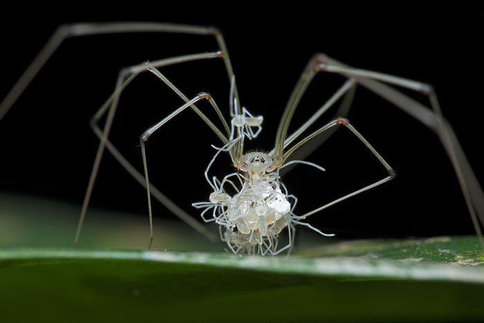 Daddy long legs spider with spiderlings Daddy long legs spider with spiderlings. Daddy long legs  family Pholcidae  are named for their long thin legs.