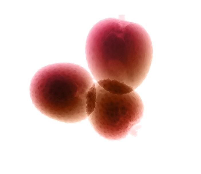 Lychees, X ray Lychees. Coloured X ray of fruit from a lychee  Litchi sp.  tree.