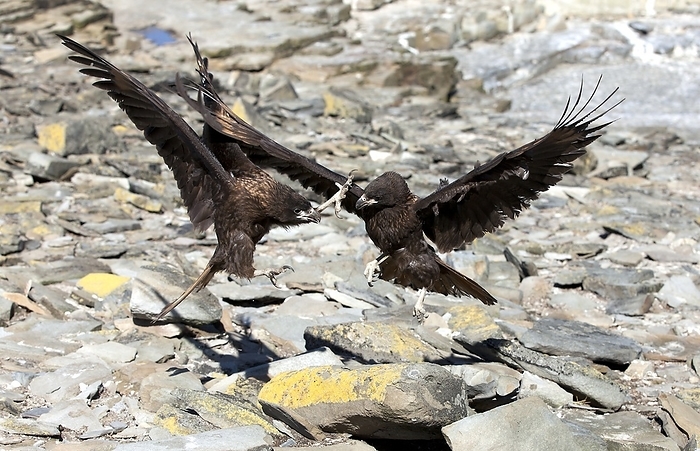 Johnny Rooks Fighting striated caracara Two subadult sibling Striated Caracara Phalcoboenus australis  called Johnny Rooks on Falklands  engaged in a serious siblicidal fight. Such talon attacks can leave siblings blinded and mortally wounded.