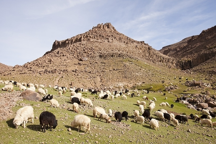 Berber flock of sheep and goats A Berber flock of sheep and goats in a high valley in the Anti Atlas mountains of Morocco.