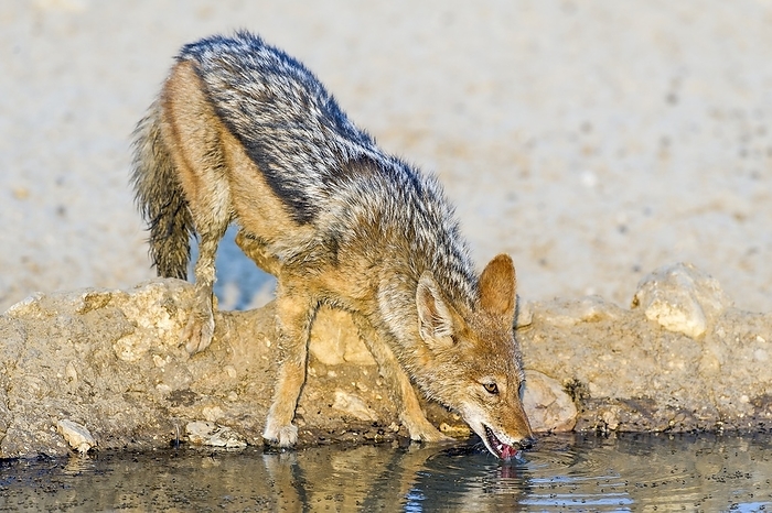 Black backed jackal drinking water Black backed jackal  Canis mesomelas  drinking at a water hole. This scavenger feeds on the carrion left after a larger predator has made a kill. It inhabits the grasslands, plains and south western deserts of Africa. Its diverse diet includes small mammals, eggs, birds, insects, reptiles and some fruits. The black backed jackal is a social animal and possesses superb vision. African tales ascribe fox like cunning to this animal. Photographed in the Northern Cape, South Africa, in the Kgalagadi Transfrontier Park.