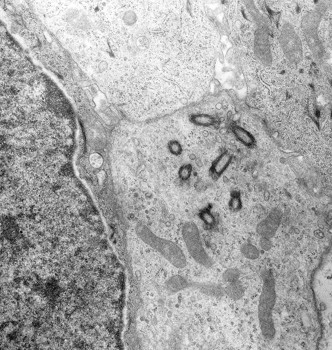 Trachea, TEM Trachea. Transmission electron micrograph  TEM  of a tangential section through the trachea  windpipe  of a guinea pig  Cavia porcellus , showing basal bodies of a ciliated cell, smooth vesicles, mitochondria, microvilli at the juncture with two other cells, cell cell junctional complexes and a portion of the nucleus of an adjacent cell.