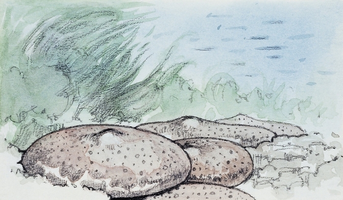 Orbitholina, illustration Orbitholina sp, extinct genus of Foraminifera, illustration.