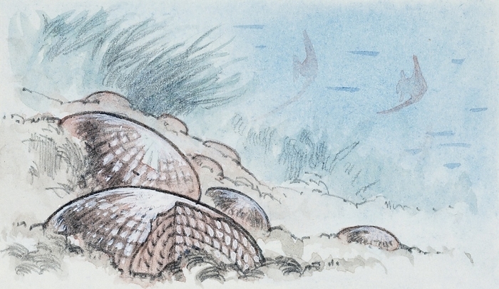 Habitat of Nummulite, illustration Reconstruction of habitat of Nummulite a genus of extinct Foraminifera, illustration.