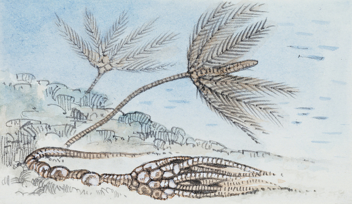 Crinoid, illustration Reconstruction of Crinoid Echinoderms, of which fossils have been found, illustration.