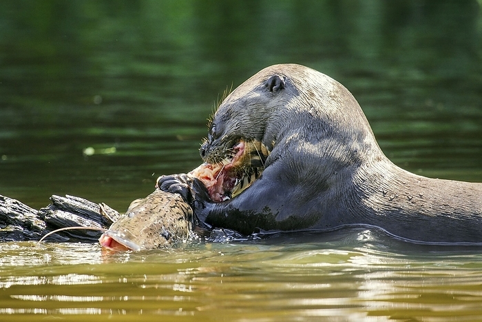 Giant otter feeding Giant otter  Pteronura brasiliensis  feeding on a fish. The giant otter is the largest of the mustelids, with adult males reaching up to 1.8 metres in length and weighing up to 35 kilograms. Females are smaller and slimmer, reaching 1.7 metres and 26 kilograms. It inhabits wetlands in South America east of the Andes, where it feeds on fish, crabs and snakes. Photographed in the Pantanal, Brazil.