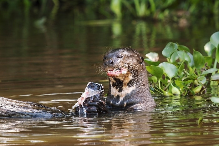 Giant otter feeding Giant otter  Pteronura brasiliensis  feeding on a fish. The giant otter is the largest of the mustelids, with adult males reaching up to 1.8 metres in length and weighing up to 35 kilograms. Females are smaller and slimmer, reaching 1.7 metres and 26 kilograms. It inhabits wetlands in South America east of the Andes, where it feeds on fish, crabs and snakes. Photographed in the Pantanal, Brazil.