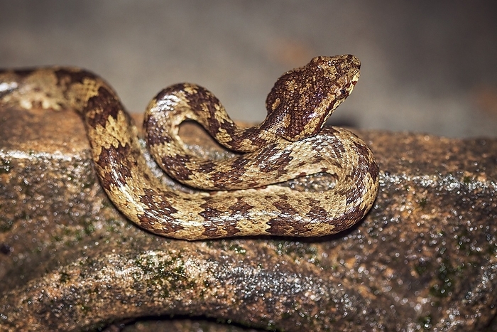 Malabar pit viper Malabar pit viper  Trimeresurus malabaricus . This venomous snake is endemic to southwestern India. Photographed in Karnataka, India.