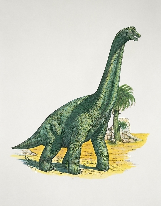 Brachiosaurus dinosaur, illustration Brachiosaurus dinosaur in a forest.