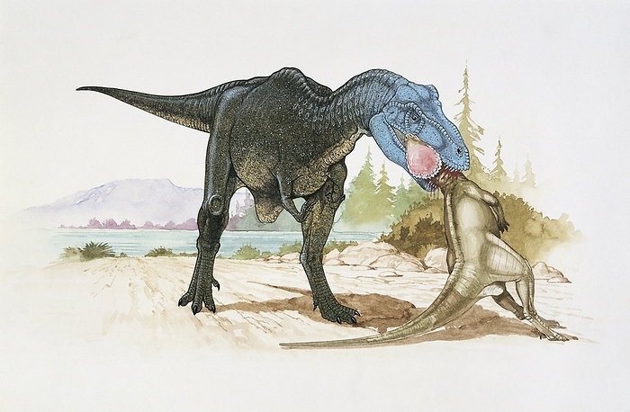 Dinosaur eating another, illustration Dinosaur eating another. Dryptosaurus.