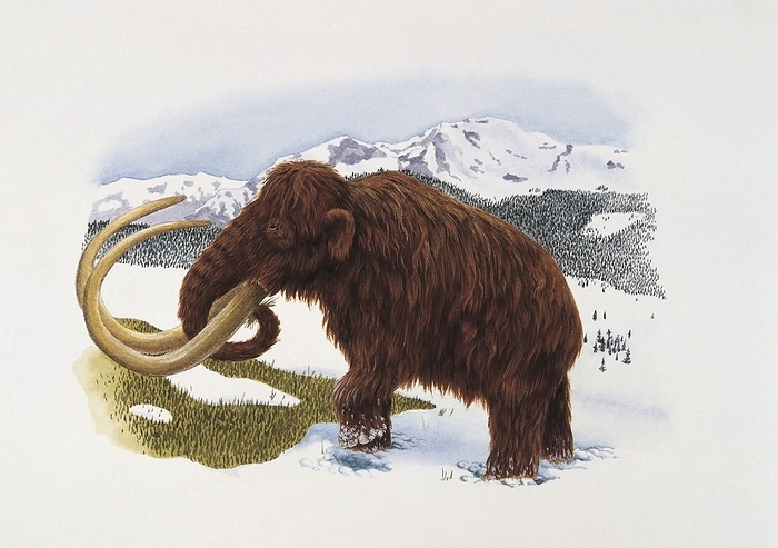 Mammoth, illustration Side profile of a mammoth standing on a polar landscape. Mammuthus.