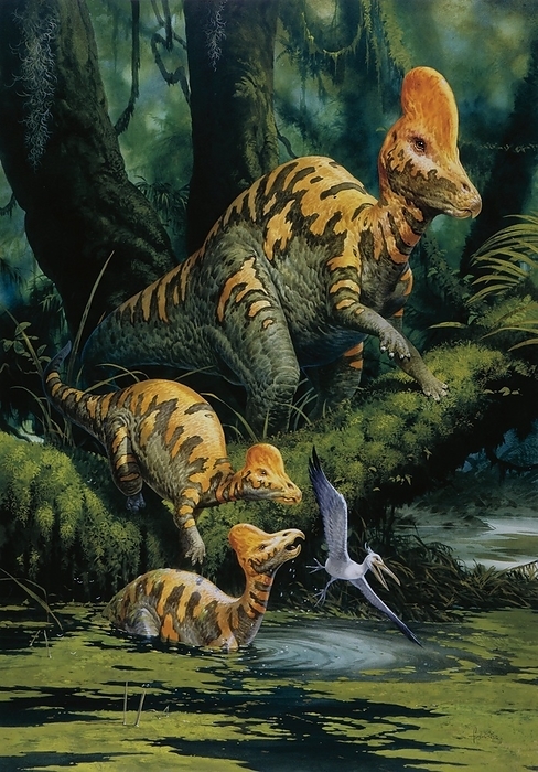 Corythosaurus, illustration Illustration representing group of Corythosaurus in prehistoric landscape.