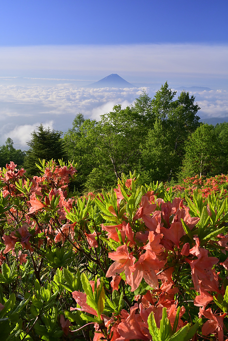 Amari azalea, Sea of clouds, and Mt. Fuji is one of the 100 most famous mountains in Japan and a world cultural heritage site.