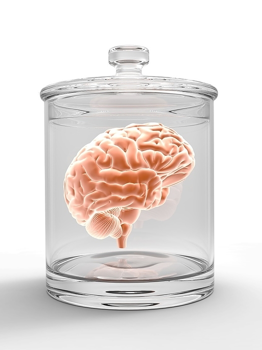 Human brain in a glass jar, artwork Human brain in a glass jar, computer artwork.