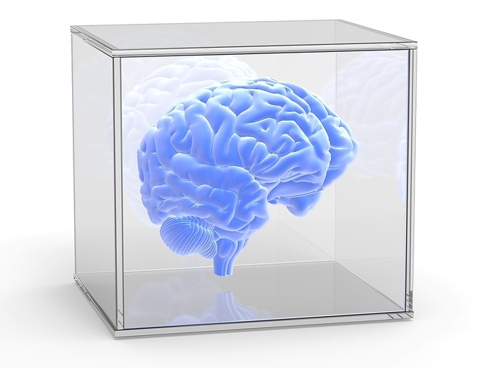 Human brain in a glass case, artwork Human brain in a glass case, computer artwork.