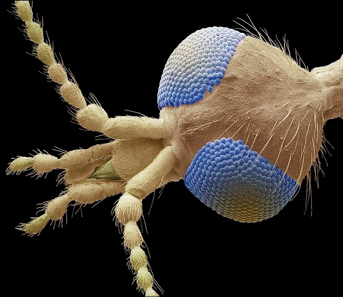 Crane fly head, SEM Crane fly head. Coloured scanning electron micrograph  SEM  of the head of a crane fly  Tipula sp. , showing its large compound eyes  blue , antennae and mouthparts  centre left . Crane flies, also known as  daddy long legs , are primitive insects with a single pair of wings. They have long slender, fragile legs that are easily discarded if they become trapped. Magnification: x30, when printed 10 cm wide.