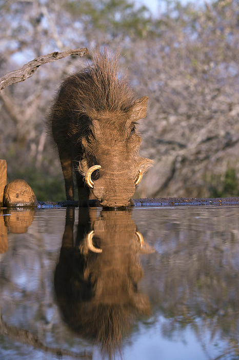 Warthog drinking Common warthog  Phacochoerus africanus  drinking at a watering hole. This wild member of the pig family is found in grassland, savannah, and woodland in sub Saharan Africa. It is omnivorous, feeding on grasses, roots, berries and other fruits, bark, fungi, insects, eggs and carrion. Photographed in Zimanga Reserve, KwaZulu Natal, South Africa.