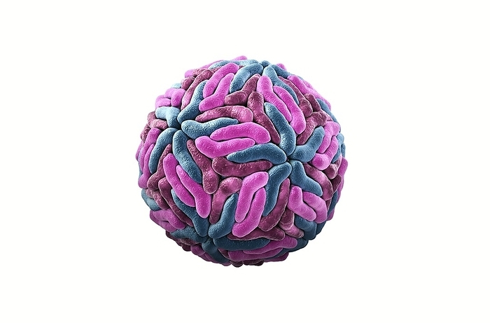 Zika virus, illustration Zika virus. Computer illustration of a zika virus particle  virion , showing its external structure. The external parts seen here are glycoproteins  pink and grey . The unseen internal parts are membrane and other proteins and a core of RNA  ribonucleic acid . Zika is an RNA  ribonucleic acid  virus that causes zika fever, a mild disease with symptoms including rash, joint pain and conjunctivitis. It is transmitted to humans via the bite of an infected Aedes sp. mosquito. In 2015 a previously unknown connection between Zika infection in pregnant women and microcephaly  small head  in newborns was reported. This can cause miscarriage or death soon after birth, or lead to developmental delays and disorders.